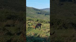 احصنة برية جميلة في جبالنا bourihane horses