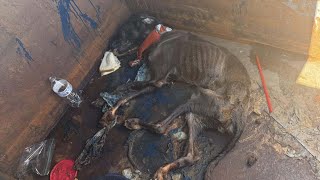 видео: Ее хрупкое тело лежало среди мусора, но дух Ферн отказывался сдаваться — теперь она навсегда заветна картинка: Ее хрупкое тело лежало среди мусора, но дух Ферн отказывался сдаваться — теперь она навсегда заветна