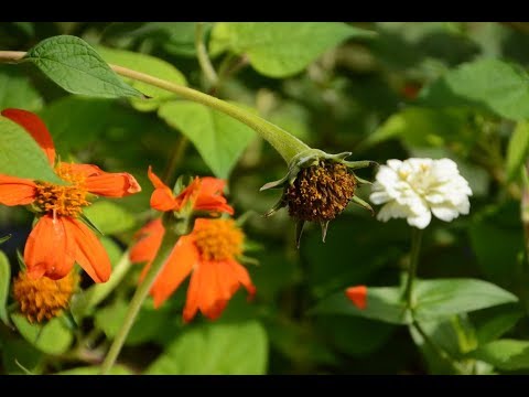 Video: Cape Marigold Nroj Tsuag - Osteospermum Thiab Dimorphotheca Cog Ntau Yam