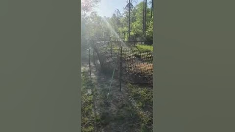 Pig Brig Hog Trap. Does It Work?