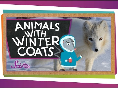 Animals with Winter Coats!