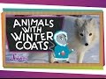 Animals with Winter Coats!