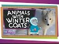 Winter Survival Strategies of Arctic Animals