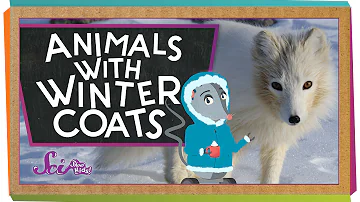 Animals with Winter Coats!