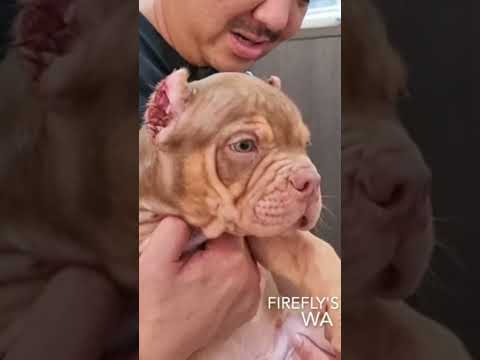 Video: Apakah pemotongan telinga menyakiti anjing?