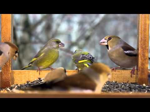 Videó: Mely madarak esznek hegyi kőris bogyókat?