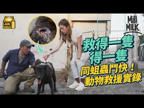 #MM｜直擊15小時動物拯救全過程 烏蠅蟲侵蝕流浪狗身體 親睹帶往診所途中離世 義工堅持拯救7年 24小時待命日接4-6宗：「幫得一隻得一隻啦」｜#試一次 #4K