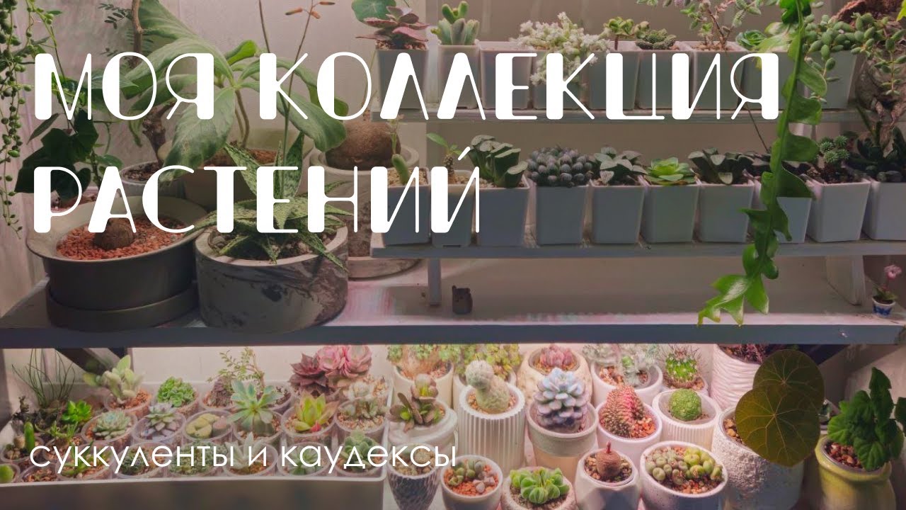 Обзор моей коллекции. 1 часть: суккуленты, каудексы и другие растения на кухне. Июль 2025