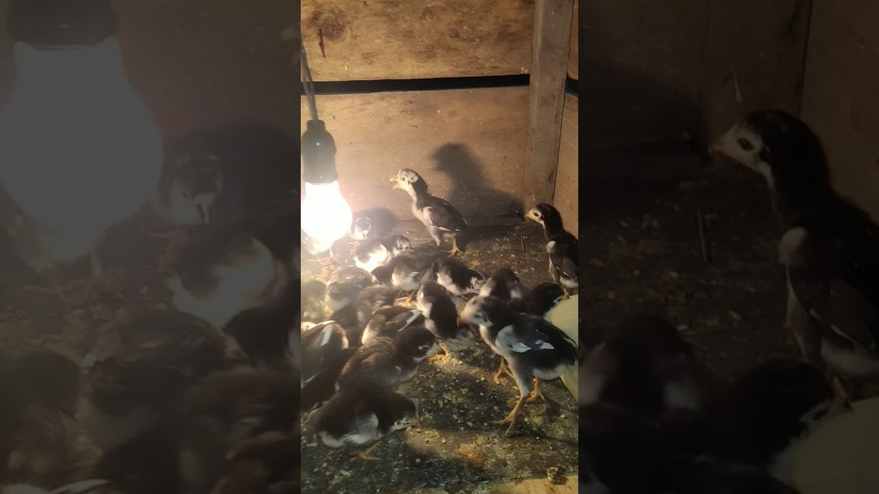 Cara ternak ayam bangkok 