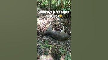 Akhirnya jerat kita dapat rusa juga🤣