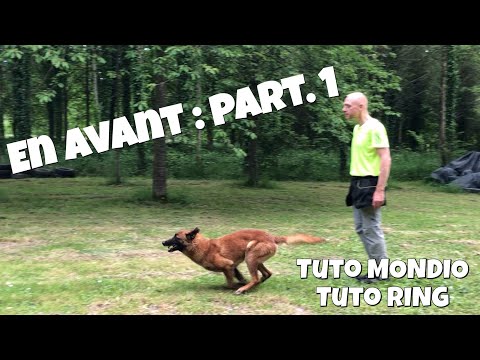 Vidéo: Comment former un chien d'agilité à courir avec un manieur physiquement limité - Première partie de 