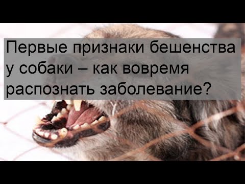 Первые признаки бешенства у собаки – как вовремя распознать заболевание?