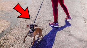 STOP TINY DOG PULLING- IN 10 MINUTES!