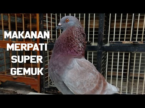 Makanan Merpati Agar Gemuk Sehat Dan Perawatannya Youtube