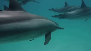 Ocean Acidification: The Silent Killer