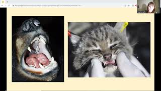 Exploring Relative Animal Tooth Strength with Allometry