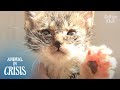 Kitten Trapped Inside A Pillar Wishes To Hold Mom's Hand Before She Dies | Animal in Crisis EP212