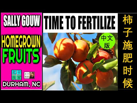 【中文版】ENG SUB｜不要忘记柿子施肥时间已到了?｜如何提高收成让你的柿子长的又大又多｜TIME TO FERTILIZE PERSIMMON TREES｜ 美国北卡第五年豐收柿子树｜分享經驗