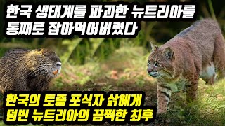 뉴트리아 VS 삵 싸움 대결 한국 생태계를 파괴한 뉴트리아를 통째로 잡아먹먹버렸다 한국의 토종 포식자 삵에게 덤빈 뉴트리아의 끔찍한 최후