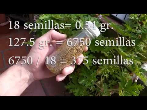 Video: Información sobre la hierba de fenogreco: cómo cultivar plantas de fenogreco en el jardín