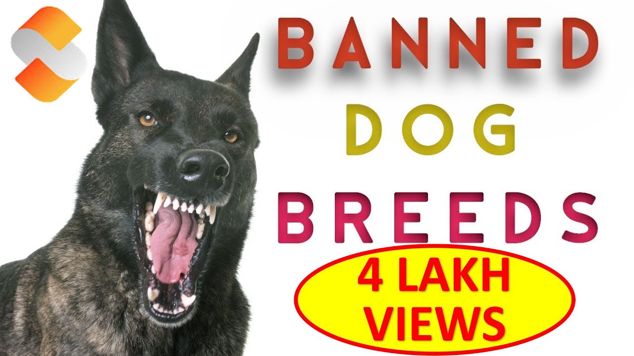 BANNED DOG BREEDS Storyboard Tamil banned-dog-breeds-storyboard-tamil
