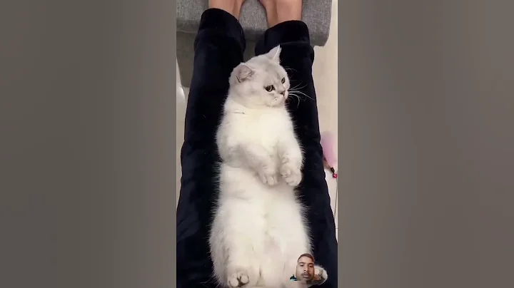 Watch the video about Kittens #cat #kitten #cute #kitty #funny #cutecathere #kittycat #pets #funny#animal #viral #shorts