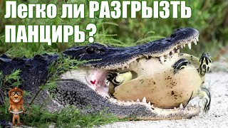 РАЗГРЫЗЁТ ли АЛЛИГАТОР ПАНЦИРЬ ЧЕРЕПАХИ / Что едят КРОКОДИЛЫ / Крокодилы нападают