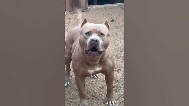 Pitbull barking #shorts