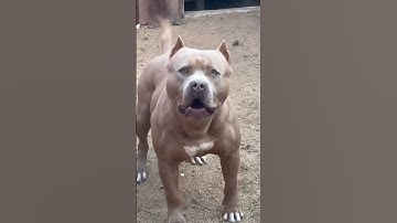 Thumbnail of Pitbull barking #shorts