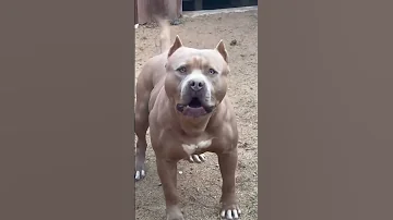 Pitbull Barking Shorts 