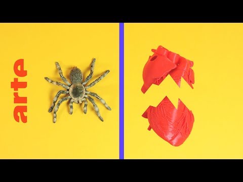 Was verbindet eine Spinne und einen Herzinfarkt? | Verknüpft | ARTE