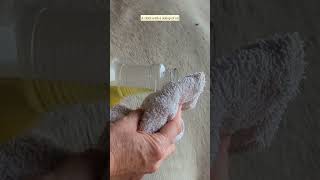 How To Remove Tar, Sap, And Smegma From Your Horse