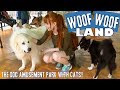 Japan's dog amusement park | WanWan Land!!
