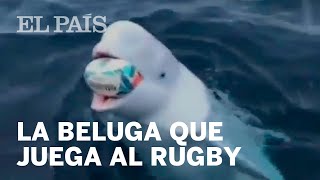 Una ballena beluga juega al rugby con un marinero en mitad del océano