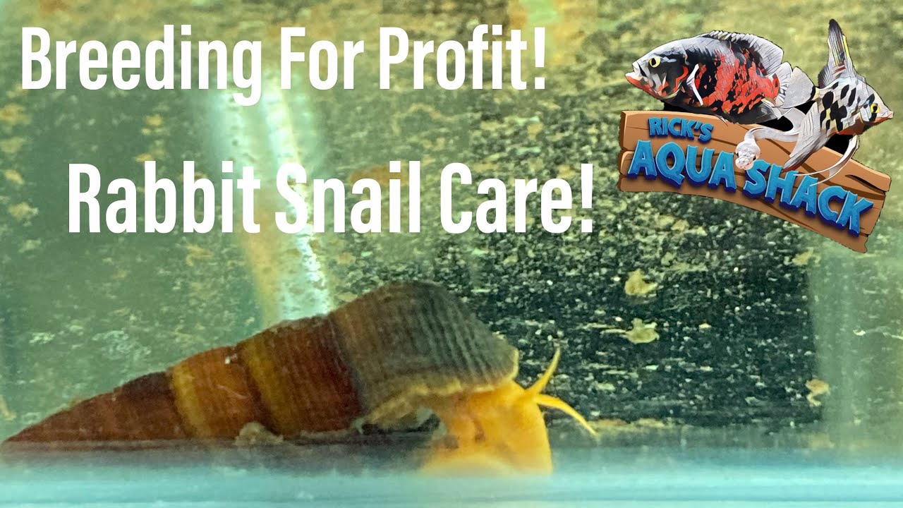 Breeding For Profit Rabbit Snail Care & Breeding!! YouTube