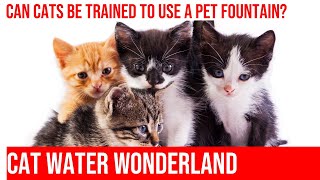Teach Your Cat to Use a Pet Fountain: Training Tips! by Meow-sical America 132 views 4 months ago 4 minutes, 5 seconds