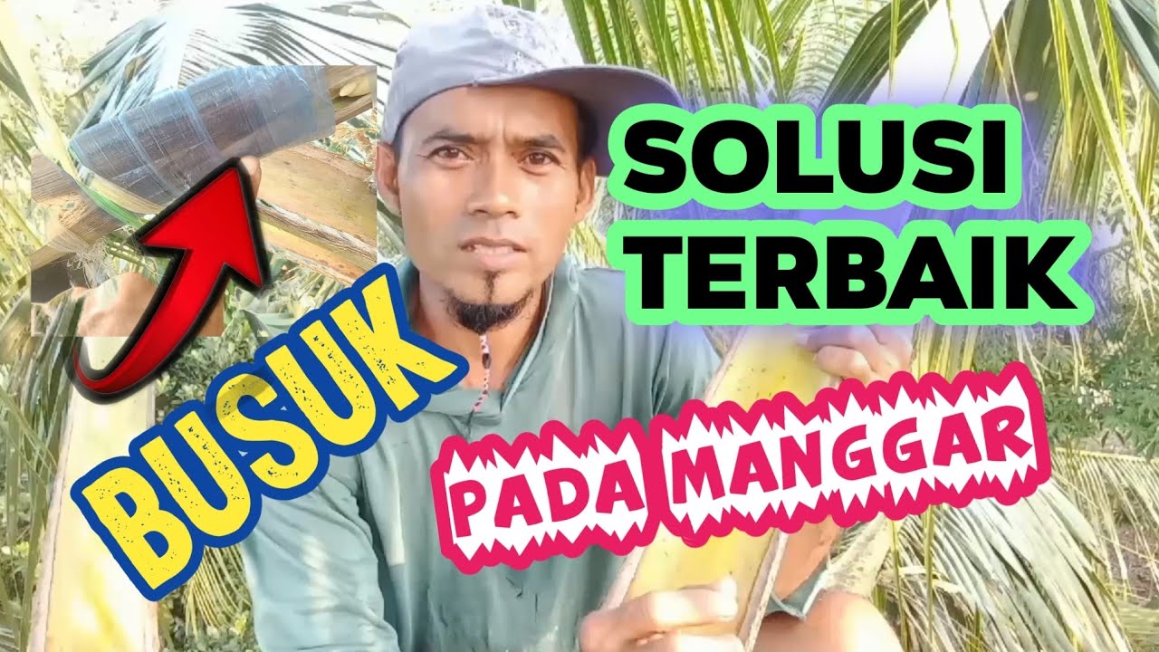 INI SOLUSI NYA,!!!! MANGGAR(mancung) BUSUK TP MASIH DERAS AIR NIRA NYA#asmr