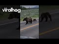 Triplet Grizzly Bear Cubs In Grand Teton || ViralHog