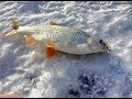 Зимняя рыбалка на Куршском заливе