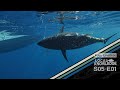 Pacific Bluefin Tuna Migration Tagging, San Diego S05 E01 Let It Go