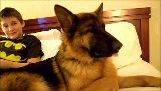 Tiltonhaus German Shepherd whining!