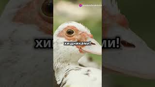 Удивительные факты о животных