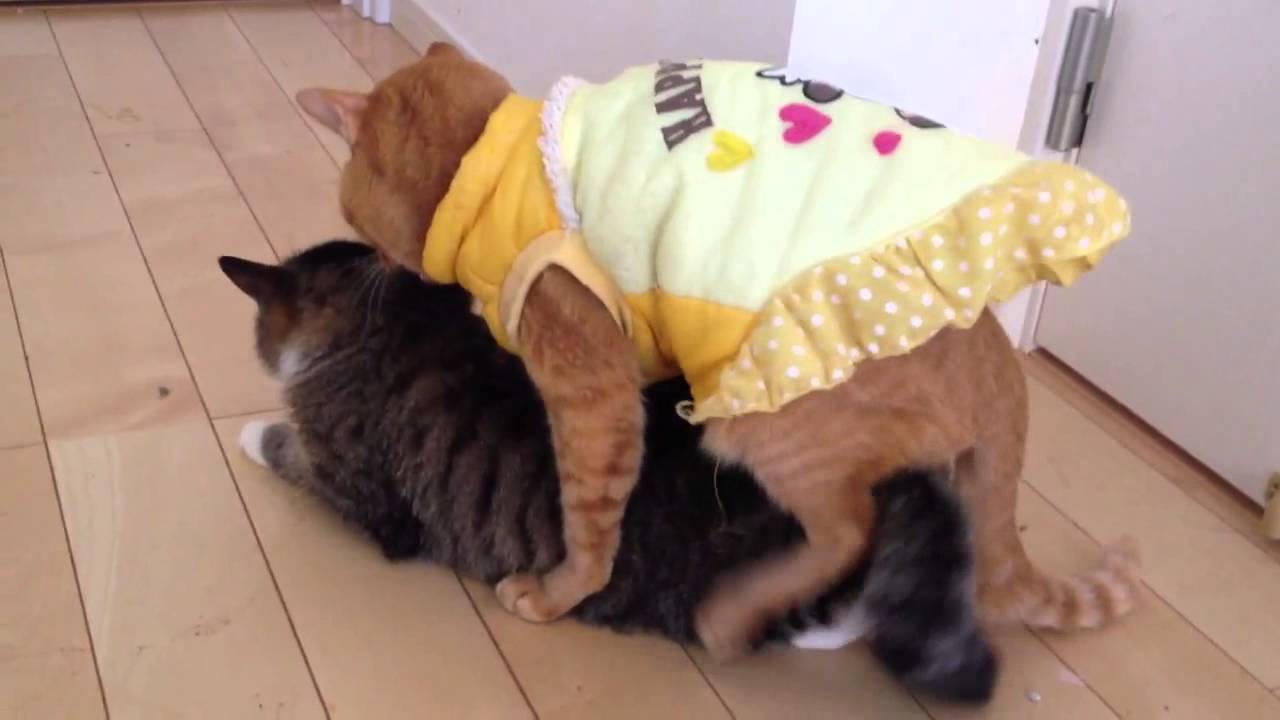 可愛い画像 推定80歳 まだまだ現役 老猫の発情 cat mating