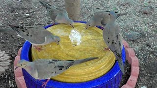 Building a DIY Bird Bath by Do It Yourselfer Home and Garden Guy 16,971 views 7 months ago 20 minutes