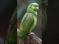 parrot sound 💚