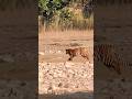 mehnat lagti ha pehchan banane me🐍❤️ CON 6397020059 #elephant #indiansafari #elephantsafari