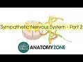 Sympathetic nervous system anatomy  part 2