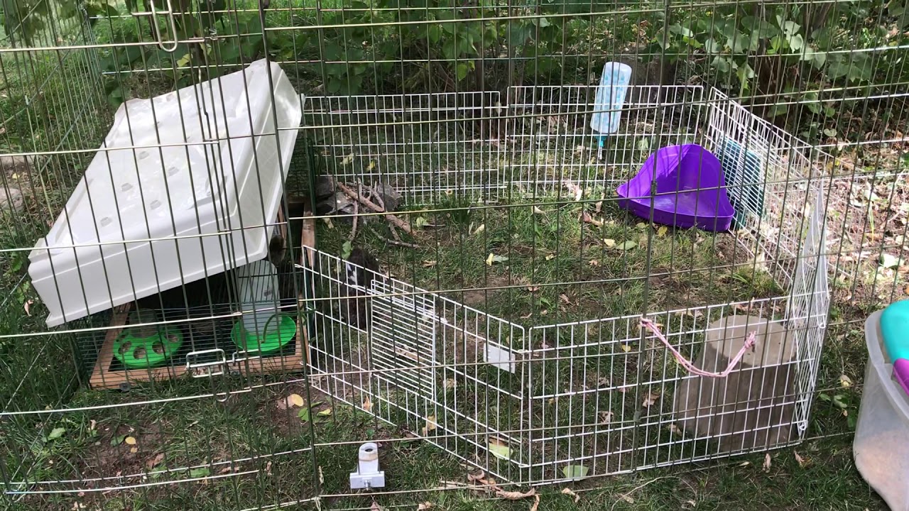 Quail at the farm #2