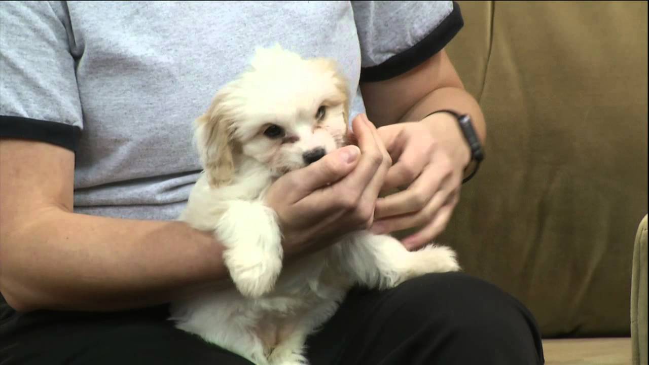 Daytime Columbus 12/02/15 with Dr. G Rascal Charities