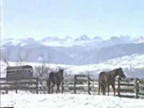 Horses Running and Playing in the Snow